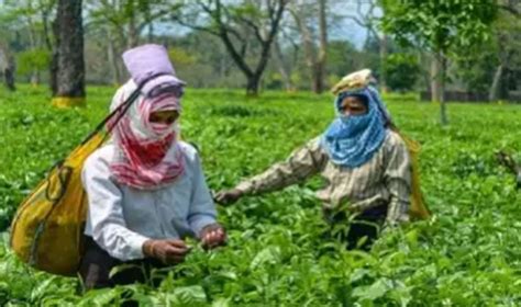 Assam Tips For Tea Planters In Flood Season News Network Private Limited