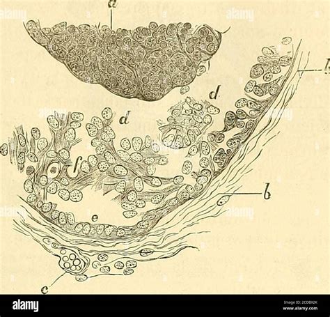 Manuel d histologie expérimentale