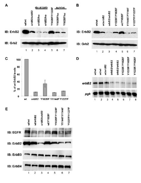 Erbb4 Western Blot Gene Expression Assay Gxd