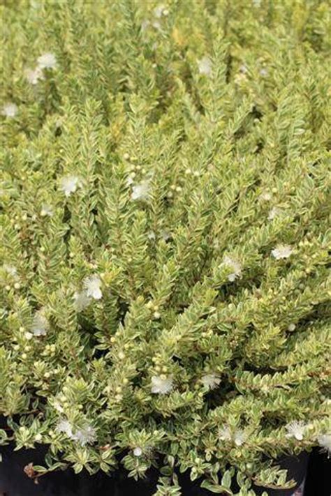 Myrtus Communis Compacta Variegata Devil Mountain Wholesale Nursery