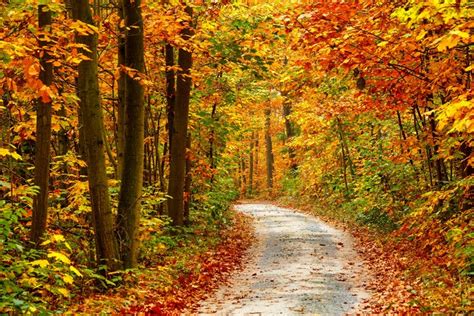 K K Autumn Forests Trees Foliage Hd Wallpaper Rare Gallery