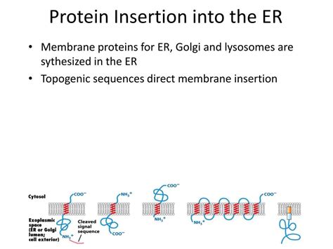 Ppt Mitochondria Powerpoint Presentation Free Download Id 2267884