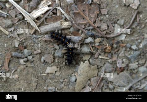 Giant Leopard Moth caterpillar Stock Photo - Alamy