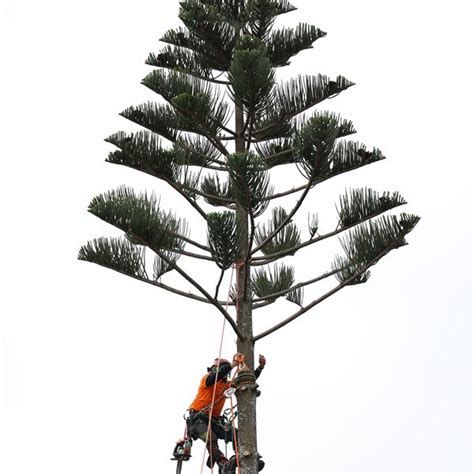 Tree Pruning Services Wellington Arborist Urban Tree Services