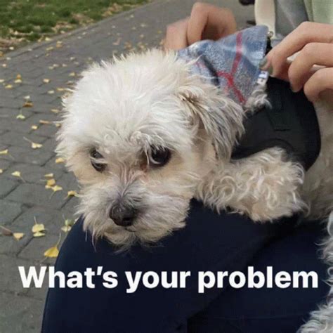 whats  problem  meme whats  problem  haha descubre