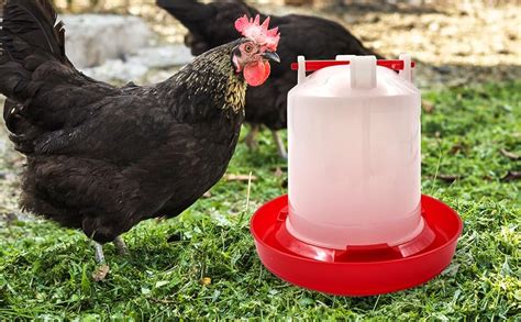 kuvias  litre chicken drinker durable rat proof  waste chicken