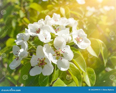 Hermosa Rama De Manzano Con Flores De Flor Con Sol Imagen De Archivo