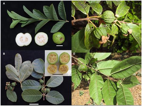 Frontiers The Taming Of Psidium Guajava Natural And Cultural History