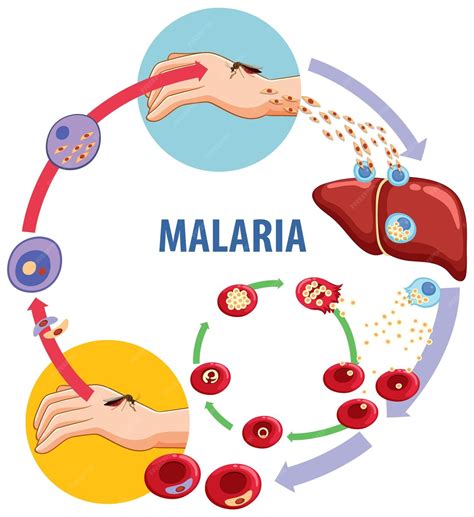 Ciencia Educación Ciclo De Transmisión De La Malaria Explicado A Través