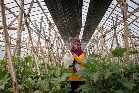 PEMANFAATAN LAHAN DESA TIDAK PRODUKTIF UNTUK PERTANIAN ANTARA Foto