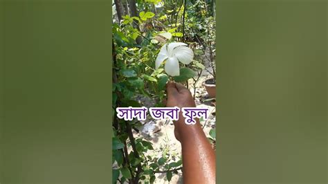 সাদা জবা ফুলwhite Hibiscus Plantsobuj Basanto Shorts Youtube