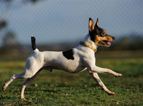 Miniature Fox Terrier Dog Breed Profile Personality Facts