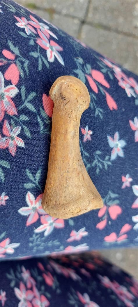 Can anyone tell me what this bone is? : r/whatisthisbone