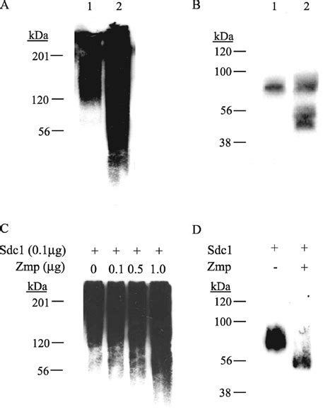 Streptococcus Pneumoniae Sheds Syndecan Ectodomains Through Zmpc A