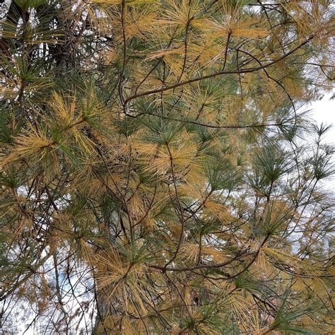 White Pine Leaf Drop Sidewalk Nature