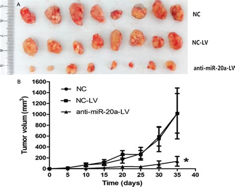 Inhibition Of The Growth Of SiHa Xenografts In Nude Mice By