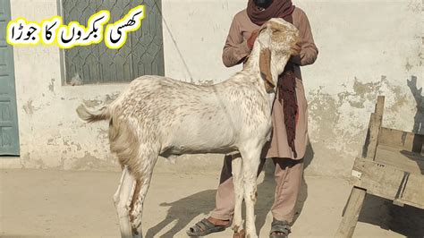 Makhi Chena Khasi Bakre Qurbani 2024 5 Apr 2024 Gillani Goat Farm