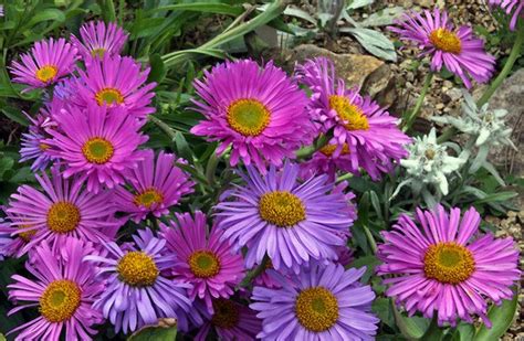 Астра альпийская многолетняя: фото, описание, посадка, уход, размножение