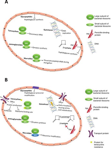 Mechanisms Of Bacterial Resistance To Selected Antibiotics A