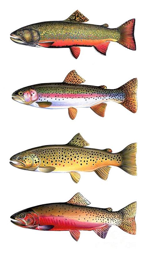 Trout Species Chart A Visual Reference Of Charts Chart Master