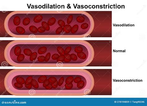 Vasodilation and Vasoconstriction. Comparison of Blood Vessels Stock ...