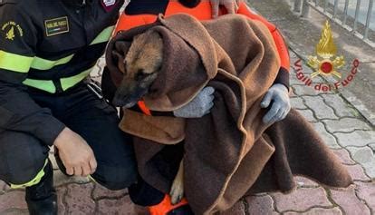 Cane Finisce Nel Canale Di Terramaini Salvato Dai Vigili Del Fuoco