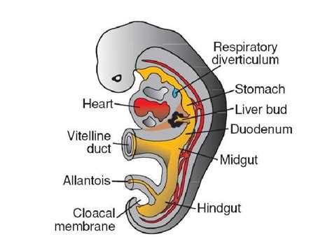 Embryology Liverpancreasspleen And Respiratory System