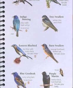 Birds Of The Northeast Your Way To Easily Identify Backyard Birds