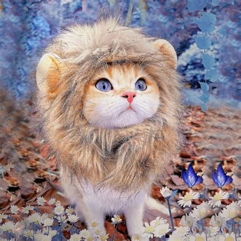 Lion Costume For Cats