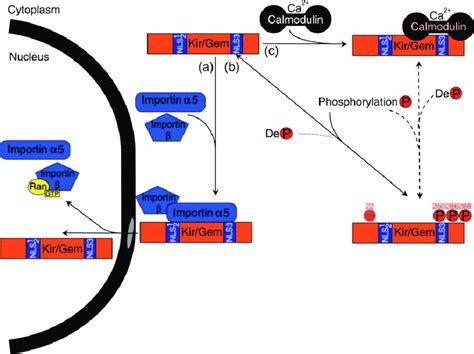 Working Model For The Regulation Of The Nucleocytoplasmic Shuttling Of