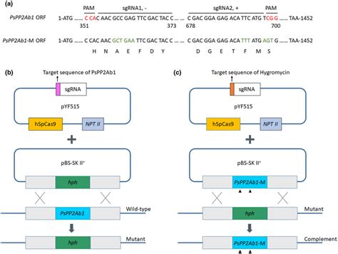 The CRISPR Cas9mediated Knockout And Complementation System A Two