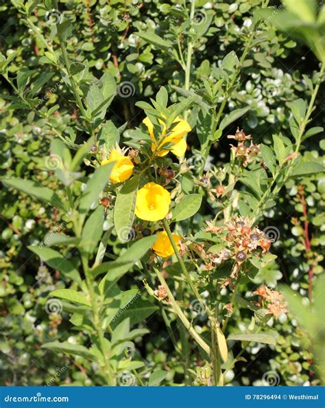 Reinwardtia Indica, Yellow Flax, Pyoli Stock Photo - Image of erect