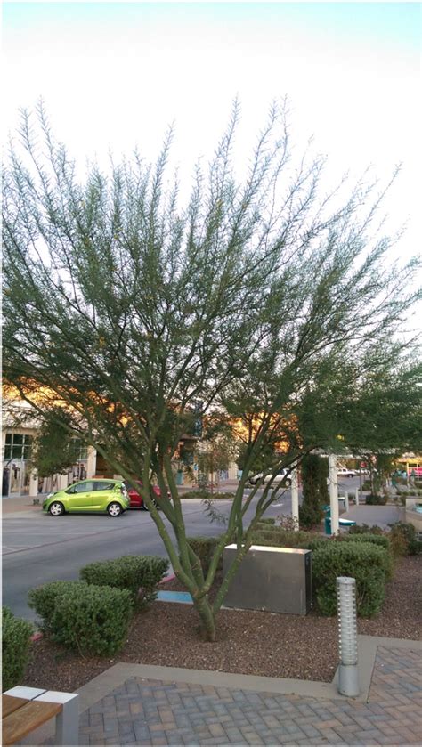 Desert Museum Palo Verde Parkinsonia X ‘desert Museum West Texas