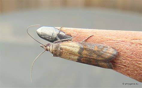 Plodia Interpunctella Hubner Pyralidae Latreille