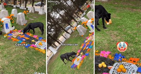 Tiktok Viral Perro Aprovecha Ofrenda Que Dejaron Por El D A De Los