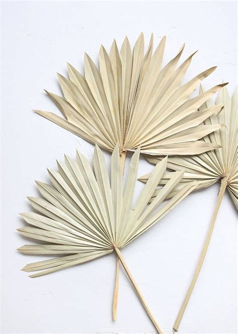 Dried Fan Palm Leaves Bleached White Palms Bleached Palms Etsy