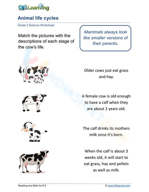 Life Cycle Of A Cow Worksheet