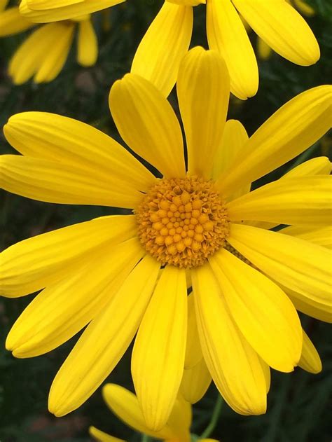 Green Euryops Euryops Pectinatus Viridis