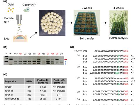 Figure 1 From Introduction Of A Second “green Revolution” Mutation Into