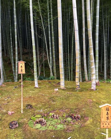 Tenryu Ji Temple And Arashiyama Bamboo Forest Kyoto Japan Travel