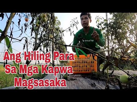 Vlog Pagpitas Ng Kamatis Kasama Ang Dalawang Boss Simpleng Hiling