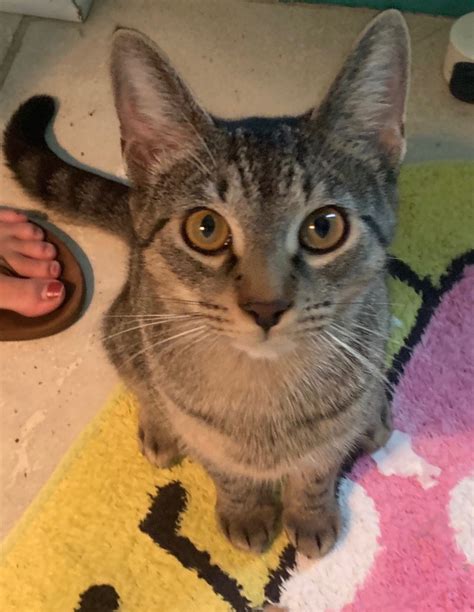 prince george's county maryland animal shelter 3