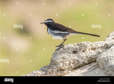 White Browed Wagtail Motacilla Maderaspatensis Chambal River