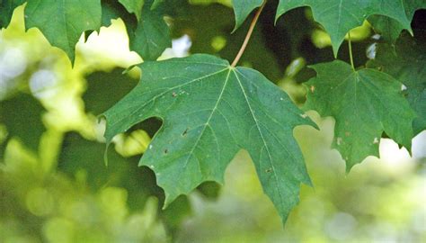 Sugar Maple Leaves Could Be A Potential Antibacterial Agent – Maple