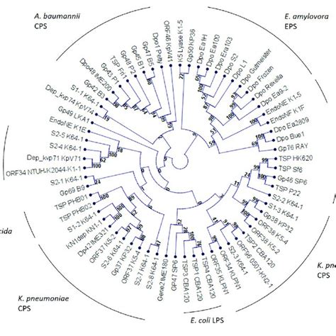 Phylogenetic Analysis Of Phage Encoded Tail Spike Proteins The