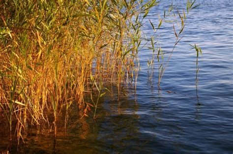 Free Images Landscape Tree Water Grass Marsh Swamp Wilderness