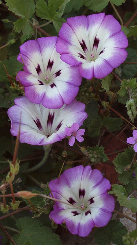 Images Flower Convolvulus Closeup X