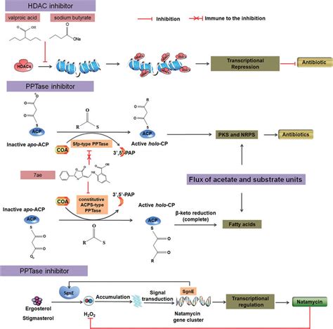 Enzymes and enzyme inhibitors can act as elicitors to activate or ...