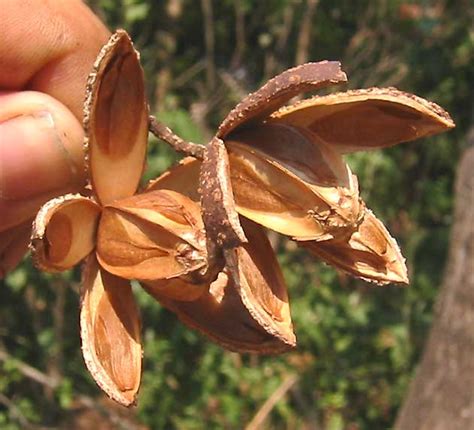 El Lujo De La Muerte El Cedro En Peligro Direcci N De Comunicaci N