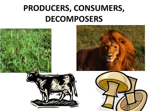 Producer Consumer And Decomposer Examples